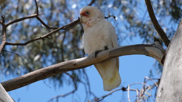 A long-billed corella perched on a tree branch in Australia, showing its pale plumage and distinctive pink facial markings. Concept of Australian wildlife, native birds, and outdoor fauna.