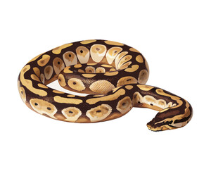 Fototapeta premium Vector illustration of a brown royal python snake, a constrictor reptile, isolated on a white background with visible scales and skin