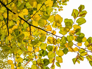 A close-up shot showcases the striking texture and vibrant colors of yellow green lemon plant leaves. The detailed view captures the natural patterns, bold red hues, and striking yellow stripes