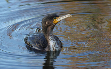 A Cormorant, Phalacrocorax carbo, hunting for fish in a lake.