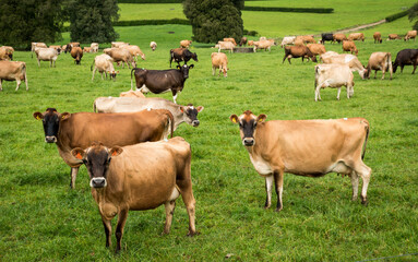 Herd of Jersey and Jersey cross dairy cows grazing in green grass