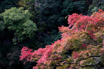 箕面の滝の風景