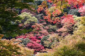 箕面の滝の風景