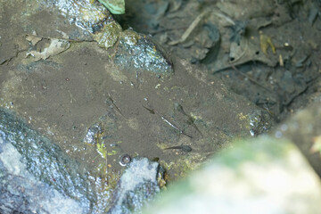 A rock with a small hole in it. The hole is filled with water and has a few leaves floating on top