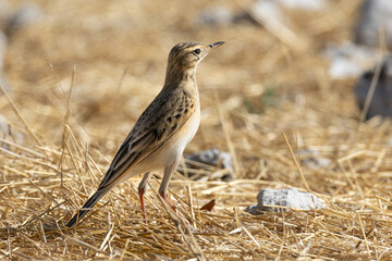 African Pipit (Gewone Koester) (Anthus cinnamomeus) near Okaukuejo in the Etosha National Park, Namibia