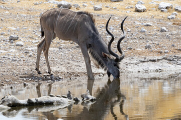 The kudus are two species of antelope of the genus Tragelaphus, this is a Greater kudu, Tragelaphus strepsiceros, of eastern and southern Africa, drinking at Okaukuejo waterhole in the Etosha National