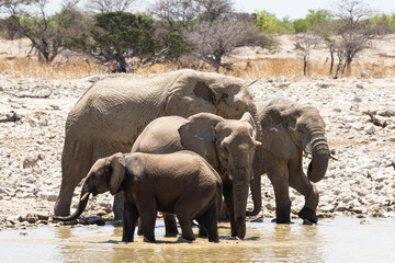 African elephants, are members of the genus Loxodonta, these are African bush elephants (L. africana), drinking, bathing, playing, dusting at Okaukuejo waterhole in the Etosha National Park, Namibia