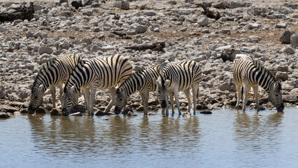 A group of Zebra (Equus quagga) drinking at Okaukuejo waterhole in the Etosha National Park, Namibia