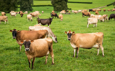 Herd of Jersey and Jersey cross dairy cows grazing in green grass