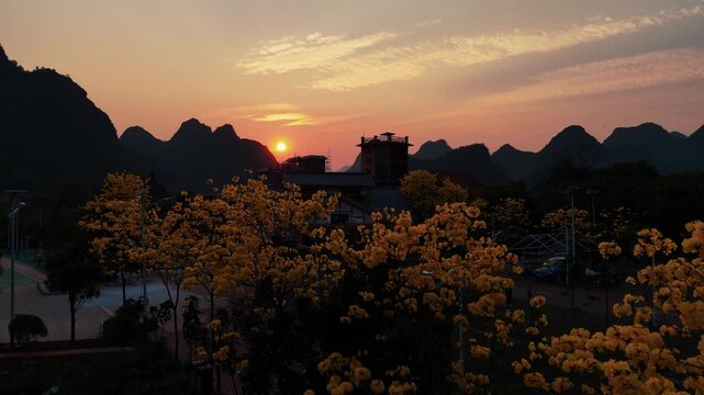 Aerial Perspective of Golden Trumpet Trees at Sunset, Serene Mountains