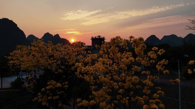 Dreamy Sunset Glow on Golden Trumpet Trees, China Mountains