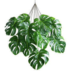 Lush green monstera plant leaves hanging in a cluster isolated on transparent background