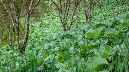 Green leafy vegetable plants growing among trees on a terraced slope in a mountain farming area