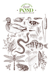Pond ecosystem hand drawn vector poster