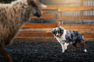 Australian Shepherd Herding Sheep on Farm. Merle Australian Shepherd faces a sheep inside a fenced paddock, standing alert on dark ground.