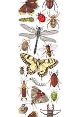 Insects hand drawn vertical seamless border