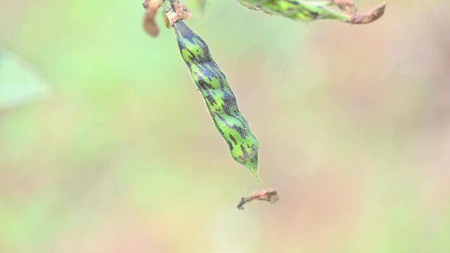 Pigeon pea or Cajanus cajan pods. It&nbsp;is a perennial&nbsp;legume&nbsp;from the&nbsp;family&nbsp;Fabaceae&nbsp;native. The pigeon pea is widely cultivated in tropical regions around the world.