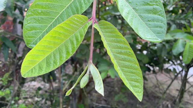 The leaves and branches of the guava tree creeper will soon bloom