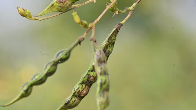 Pigeon pea or Cajanus cajan pods. It&nbsp;is a perennial&nbsp;legume&nbsp;from the&nbsp;family&nbsp;Fabaceae&nbsp;native. The pigeon pea is widely cultivated in tropical regions around the world.