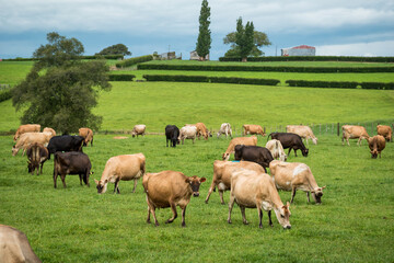 Herd of Jersey and Jersey cross dairy cows grazing in green grass