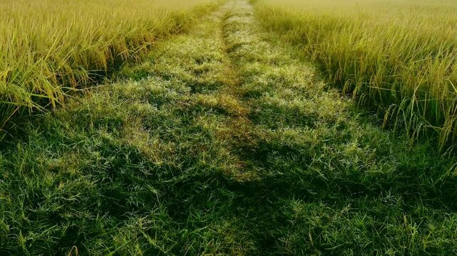 Vibrant green rice paddy fields in Thailand sway in the summer wind, showcasing agricultural growth and natural landscape, Morning dewdrops