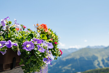 Colorful petunia flowers blooming in balcony flower box with mountain view