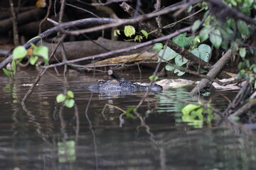 Australian Saltwater Crocodile female with carcass Daintree River Queensland, Australien