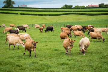 Obraz premium Herd of Jersey and Jersey cross dairy cows grazing in green grass