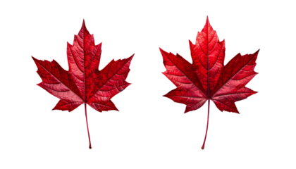 Vivid Scarlet Maple Leaf Fall Season isolated on transparent background