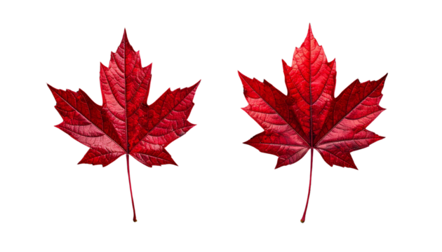 Vivid Scarlet Maple Leaf Fall Season isolated on transparent background
