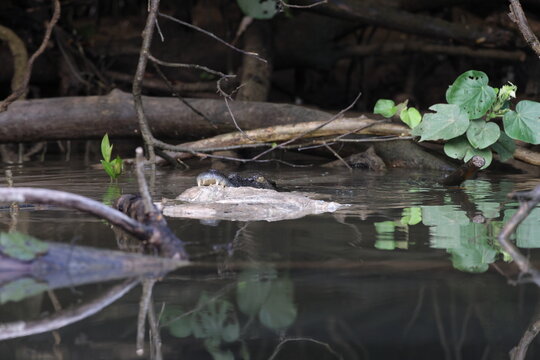 Australian Saltwater Crocodile female with carcass Daintree River Queensland, Australien