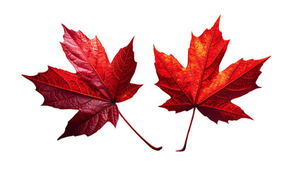  Bright Red Maple Leaf Autumn Detail isolated on transparent background (2)