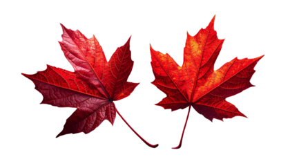 Bright Red Maple Leaf Autumn Detail isolated on transparent background (2)