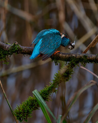 Kingfisher in profile stunning fish