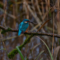 Kingfisher with fish 1