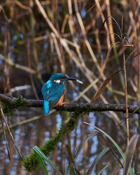 Kingfisher in profile with fish 3