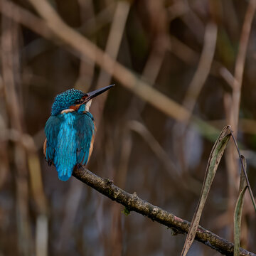 Kingfisher in profile