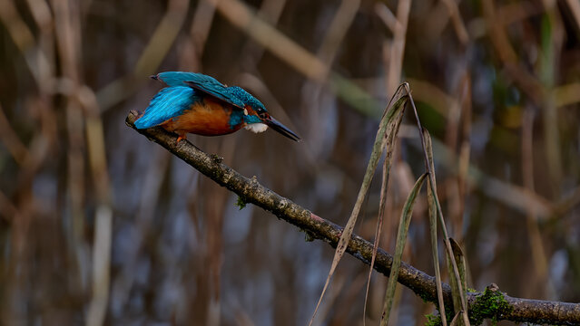Kingfisher in profile taking off