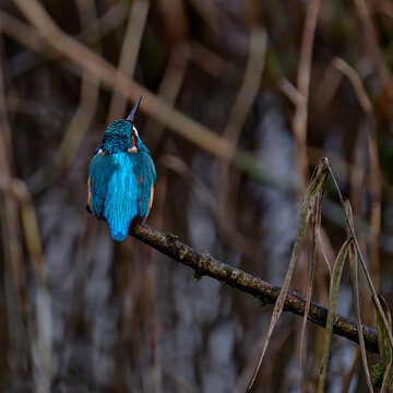 Kingfisher looking up