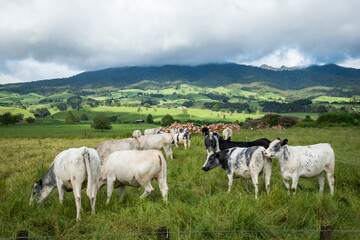 Fototapeta premium herd of speckle park cattle grazing in lush green grass field with mountain backdrop
