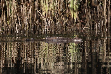 Australian Saltwater Crocodile Daintree River Queensland, Australien