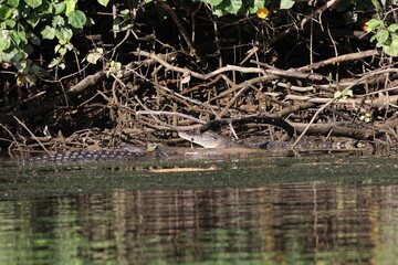 Australian Saltwater Crocodile Daintree River Queensland, Australien