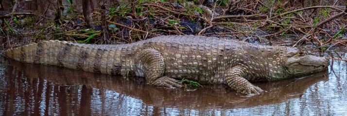 Giant Brazilian alligator resting on the edge of the swamp.