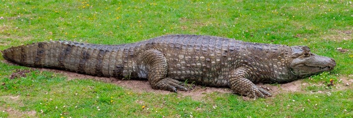 Giant Brazilian alligator resting on the edge of the swamp.