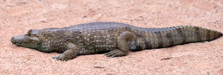 Giant Brazilian alligator resting on the edge of the swamp.