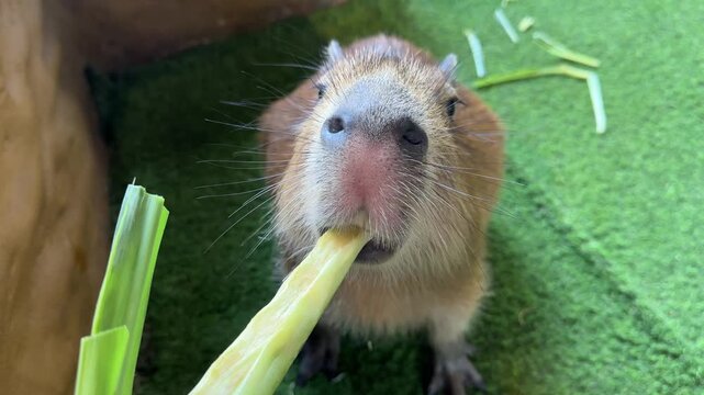 Close-Up Detailed Portrait of a Relaxed Capybara Showing Fur Texture, Whiskers, and Calm Expression rodent