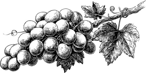 Obraz premium Decorative vintage engraving of a grape cluster for label design
