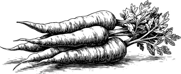 Engraved decorative illustration of a tightly bound bundle of carrots for design and print