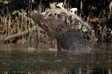 Australian Saltwater Crocodile male with carcass  Daintree River Queensland, Australien