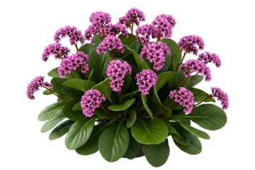 Blooming bergenia plant with pink flowers and lush green leaves isolated on a transparent background